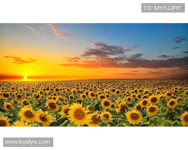 北向日葵与东京的对话:探索文化交融与城市魅力的碰撞 北向日葵与东京的对话:探索文化交融与城市魅力的碰撞